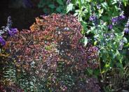 Blackbird Spurge