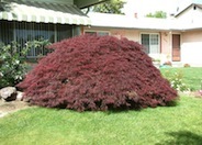 Crimson Queen Maple