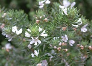 Australian Rosemary