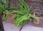 Myers Asparagus