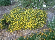 Gold Coin Daisy