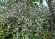 Mediterranean Tree Mallow