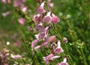 Apple Blossom Penstemon