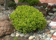 Wheeler's Dwarf Pittosporum