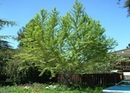 Ginkgo Tree, Maidenhair Tree