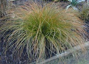 Brown Sedge