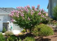 Crape Myrtle