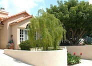 Mayten Tree