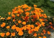 California Poppy, Golden Poppy