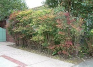 Nandina, Heavenly Bamboo