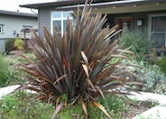 New Zealand Flax