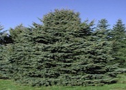 Colorado Spruce