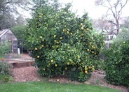 Sweet Orange cultivars
