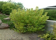 Strawberry Tree, Strawberry Madrone