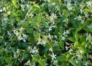 Star Jasmine, Confederate Jasmine