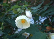 Flowering Maple, Chinese Lantern