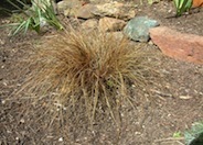 Leather Leaf Sedge